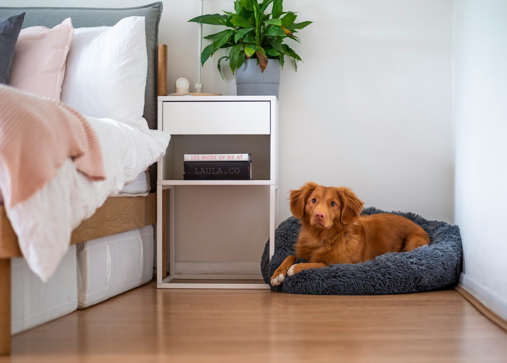 8 dicas para criar espaços aconchegantes para pets em apartamentos